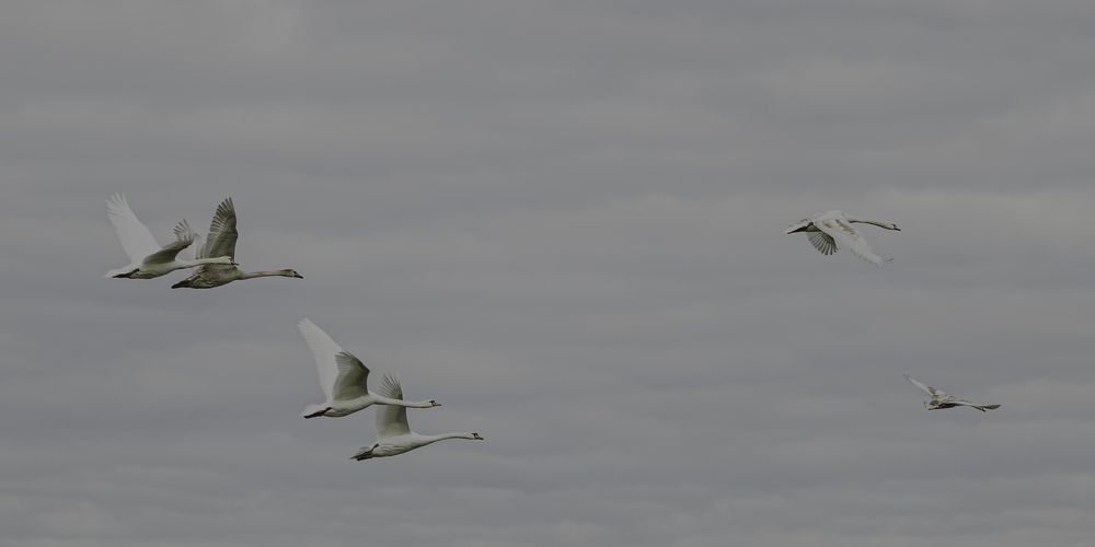 Лебеди в полёте