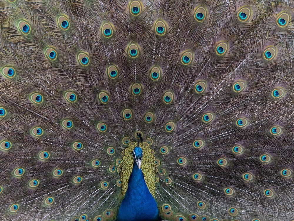 Photograph by Виктория Янушанис