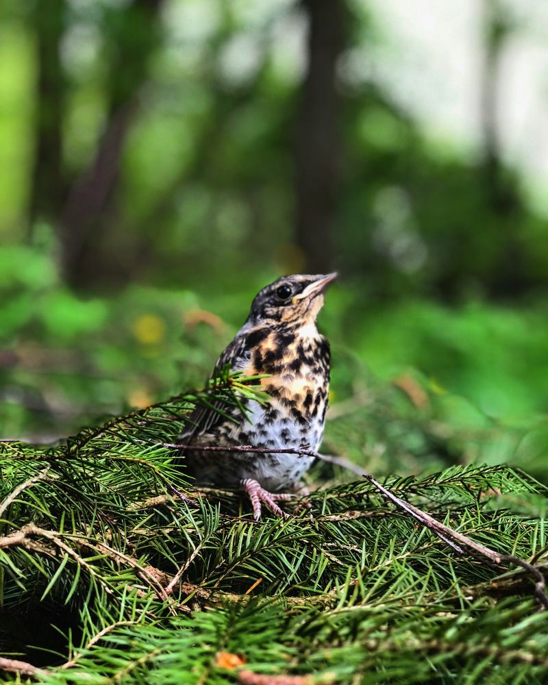 Photograph by Лариса Акинчиц