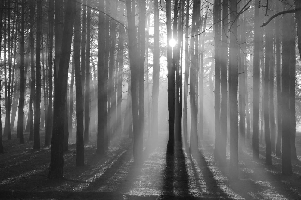 Лучиком надежды