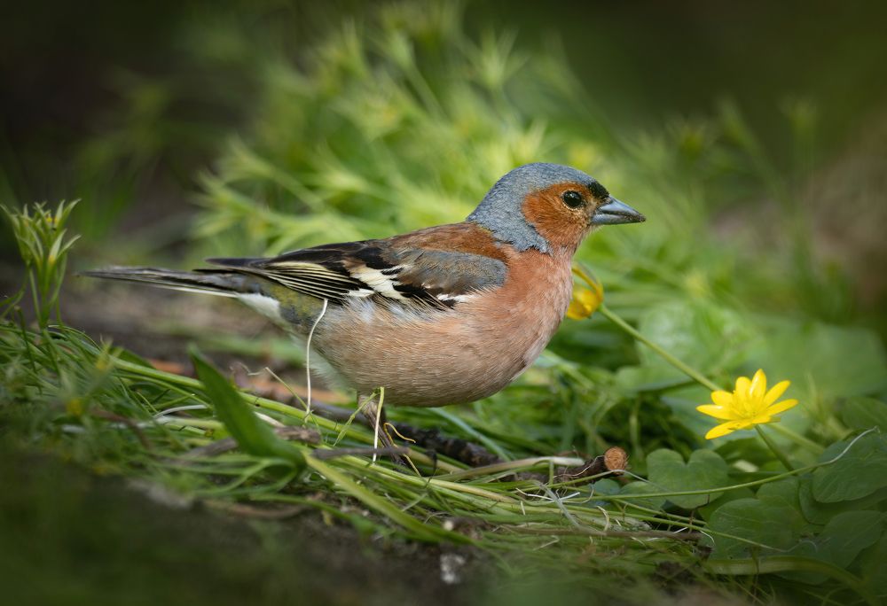 Фотография автора Олесь Парицкий