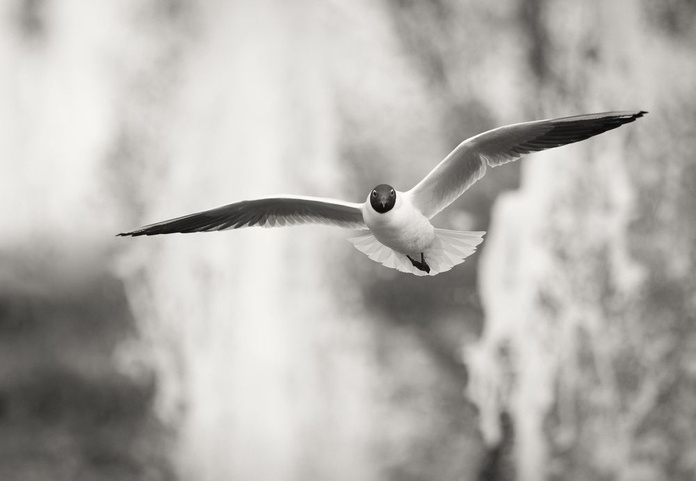 Фотография автора Олесь Парицкий