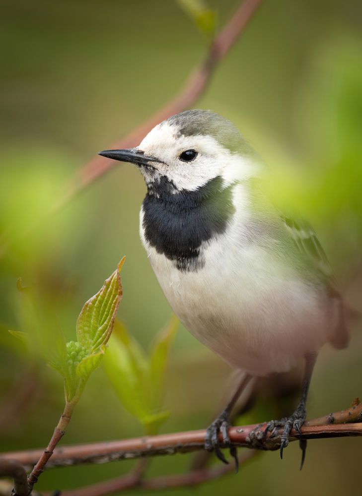 Фотография автора Олесь Парицкий