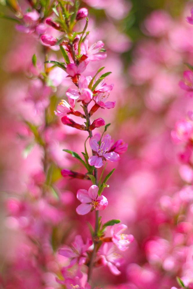 Photograph by Жанна Цветкова