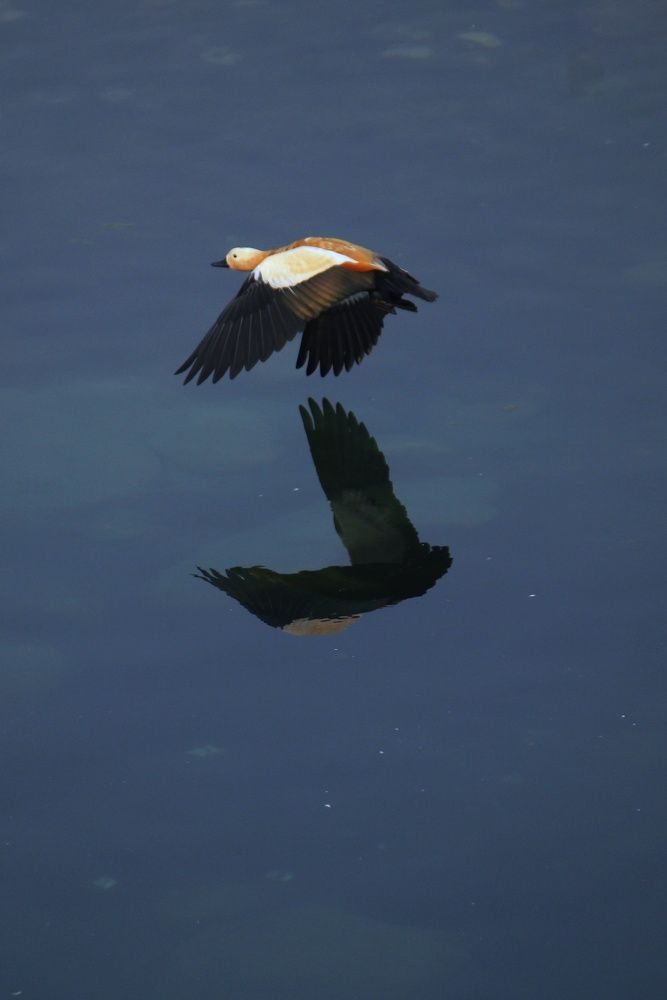 Ruddy shelduck reflection