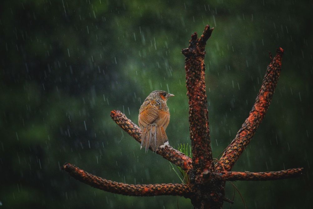 Bird in rain ?️