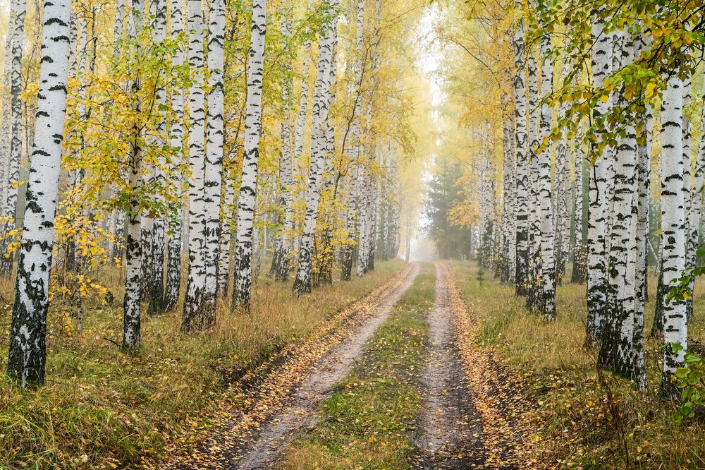 Пора листопада в березовой роще