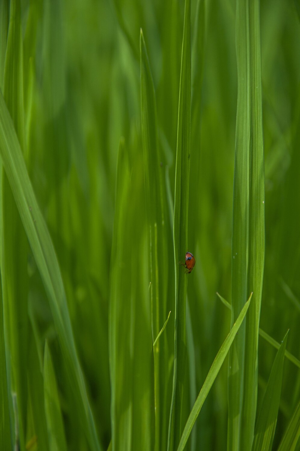 Photo #7587548