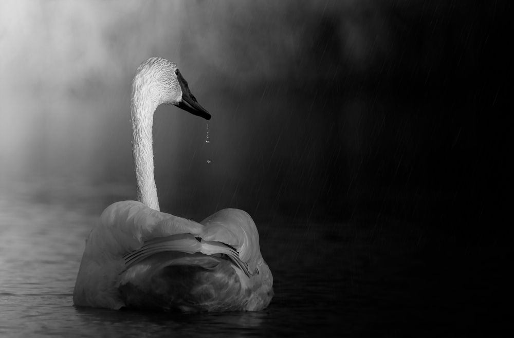 Trumpeter Swan