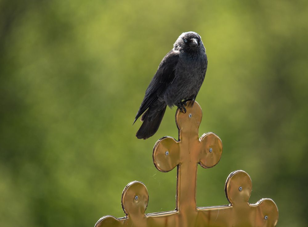 Photograph by наталья залогина