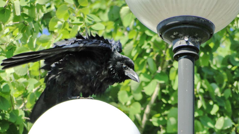 Фотография автора Сергей Сухумский