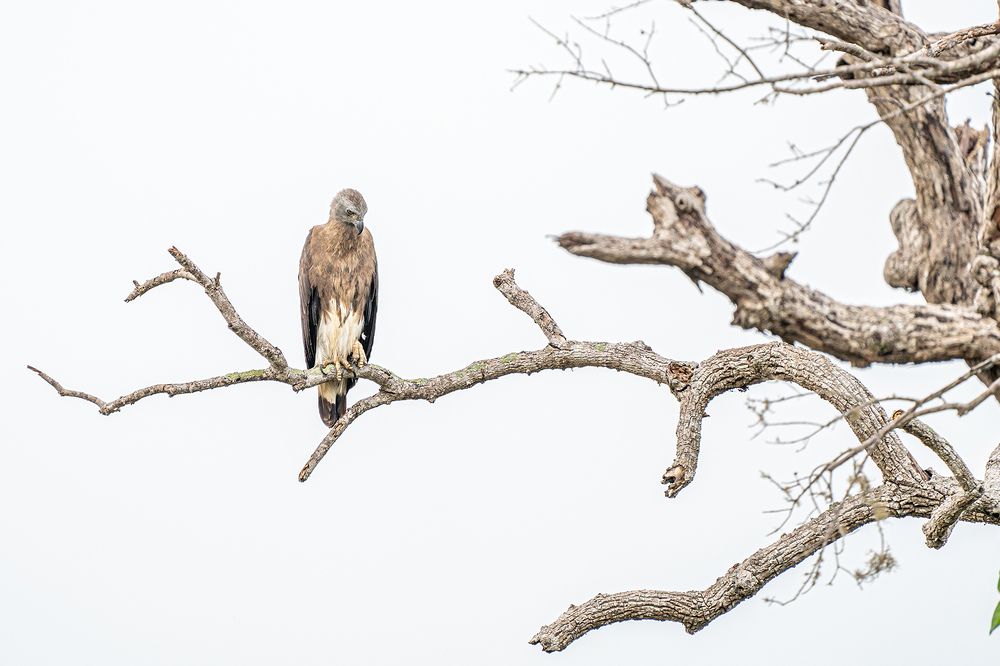 Photograph by Shenal Silva