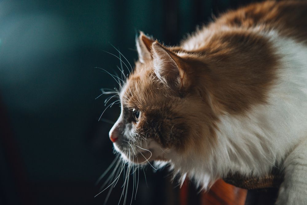 Photograph by Станислава Гордеева