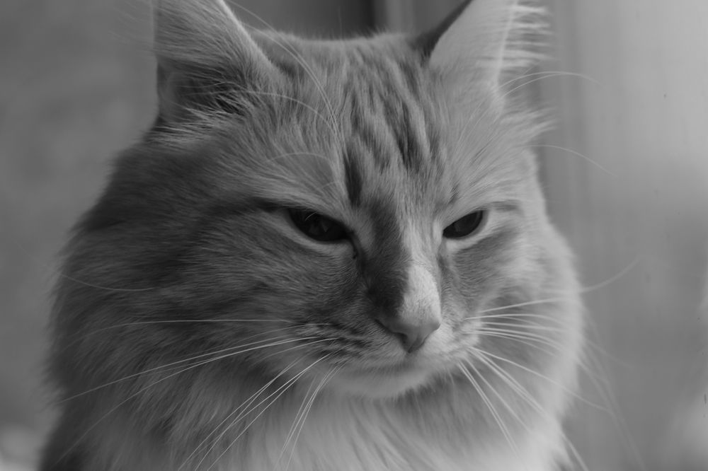 Фотография автора Анна Переверзева