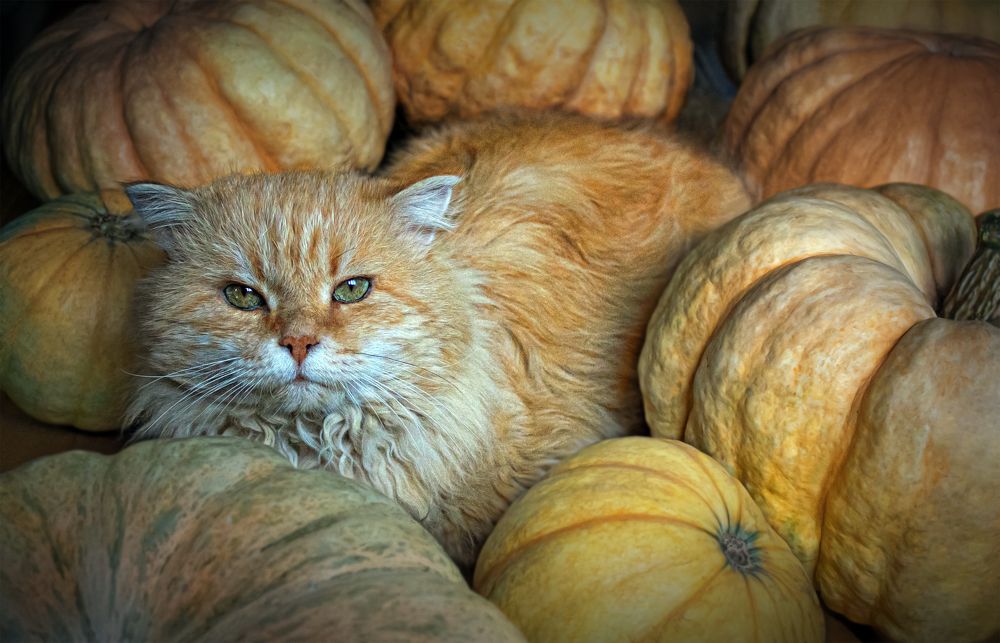 Photograph by Вера Лопатина