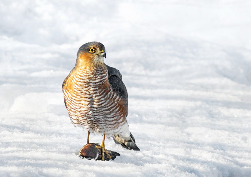 Photograph by Сергей Степанов