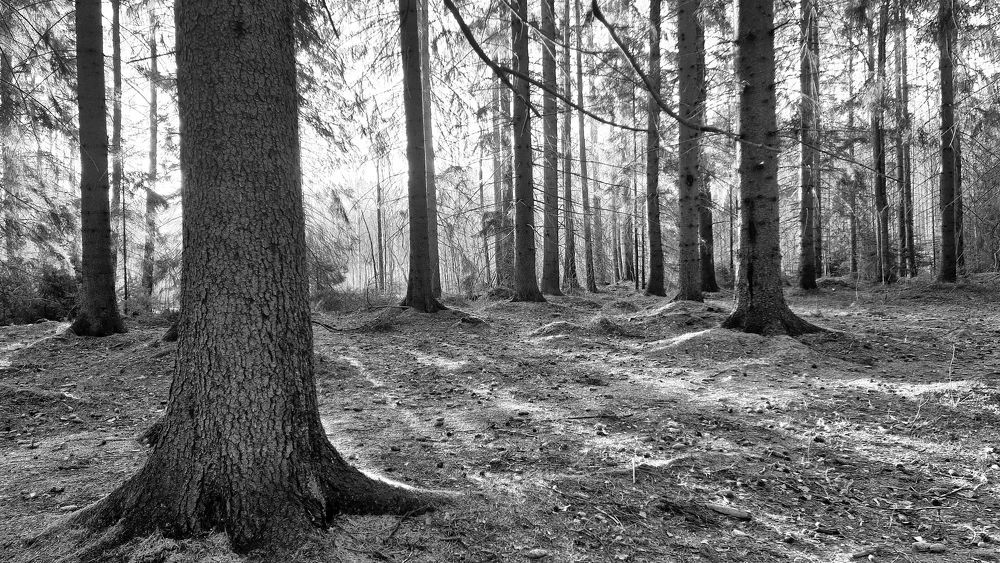 Photograph by Epp Tappel