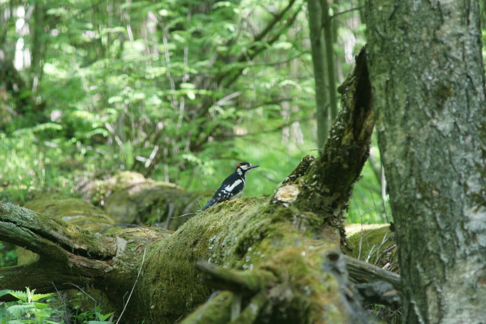 Фотография автора Наталья Чунихина