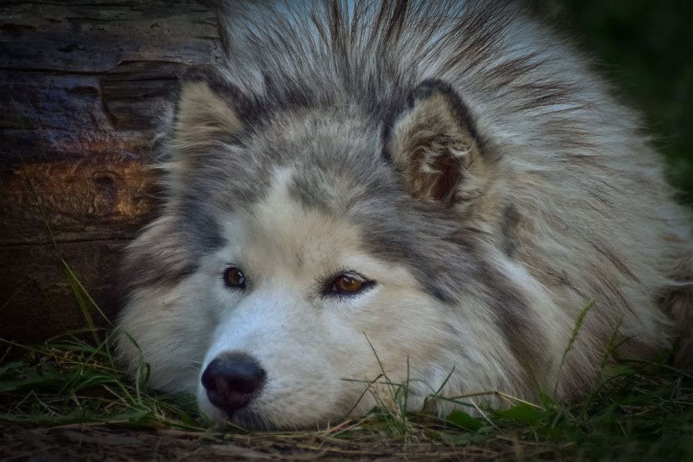 Мечтательница