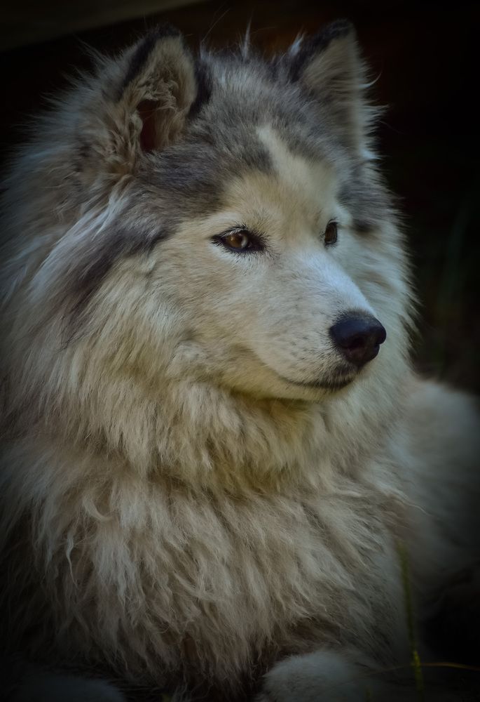 Сибирский маламут