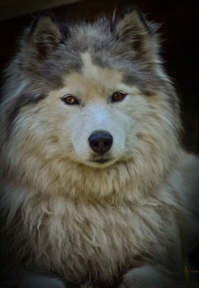 Сибирский маламут