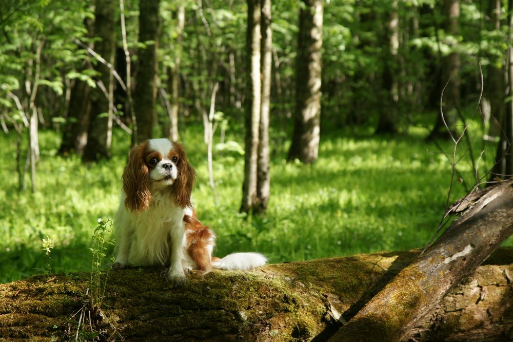 Фотография автора Наталья Чунихина