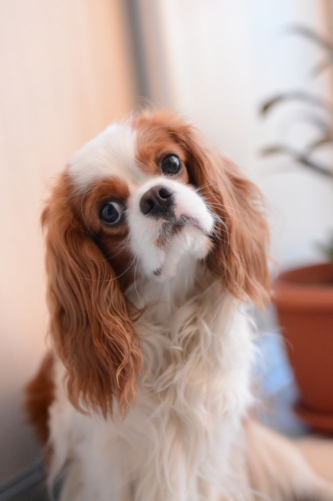 Фотография автора Наталья Чунихина