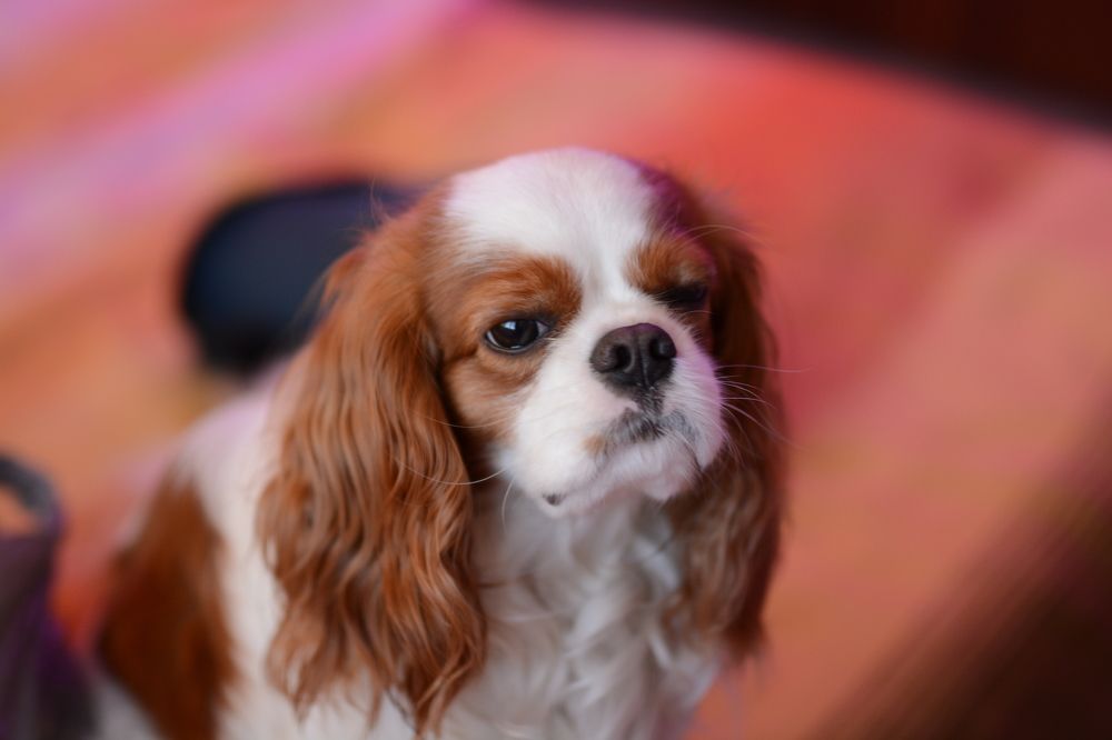 Фотография автора Наталья Чунихина