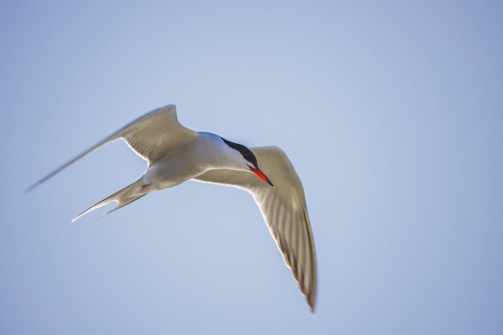 Фотография автора Vasileios Karapanagiotidis