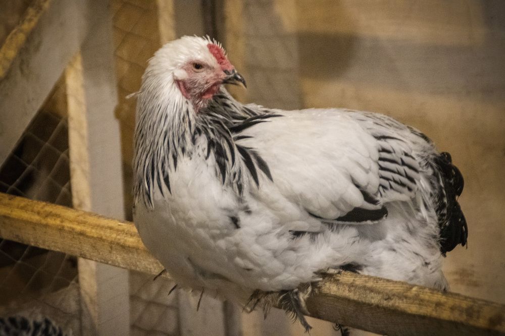 Фотография автора Веста Ягужинская