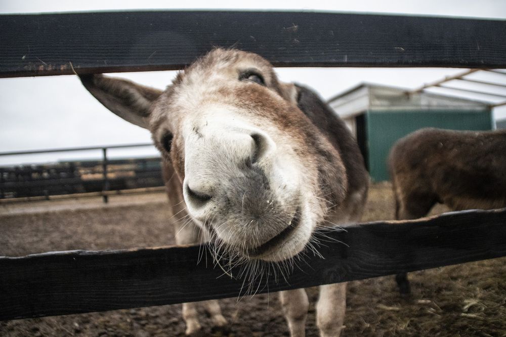 Фотография автора Веста Ягужинская