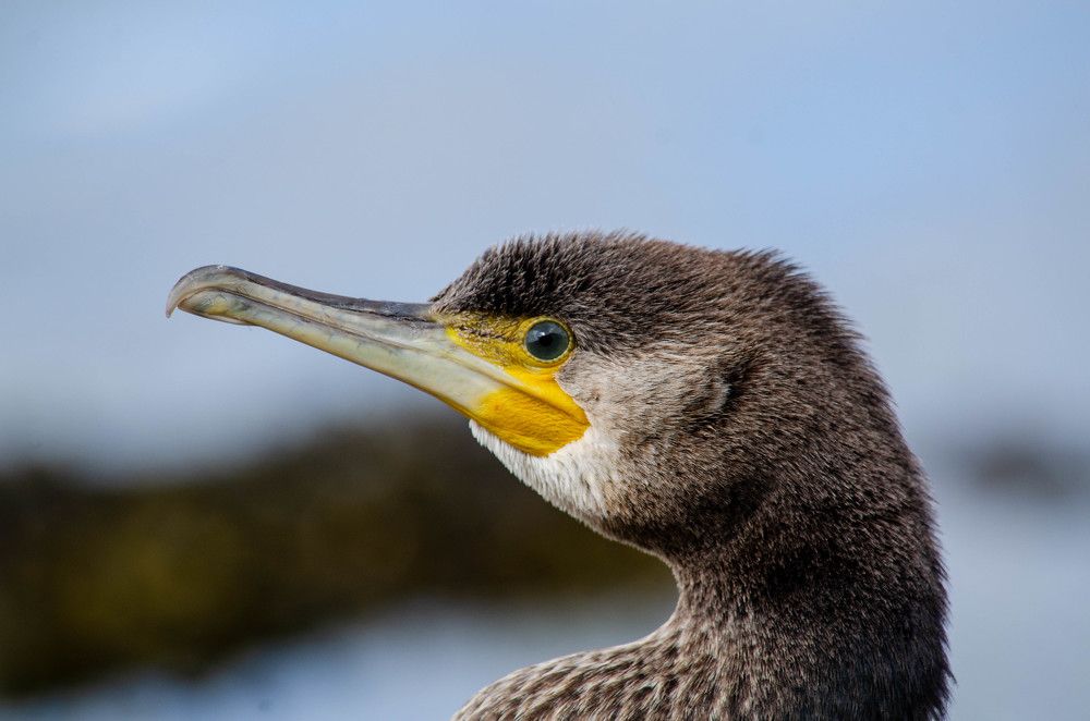 Photograph by Олег Смирнов