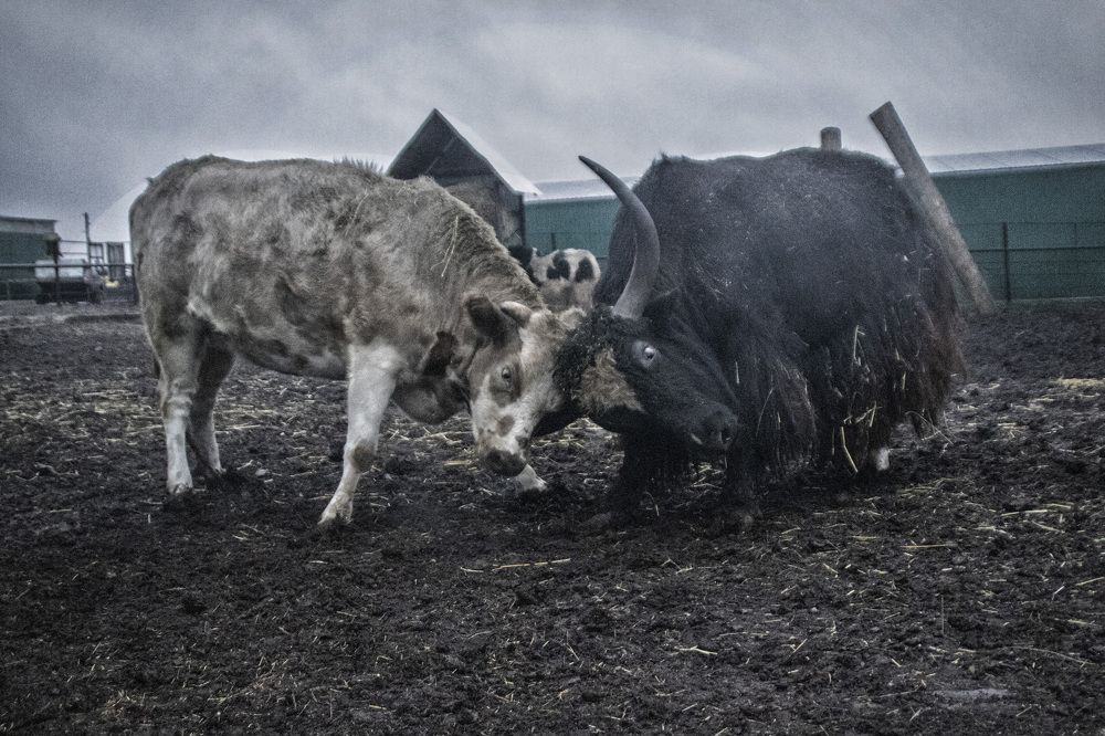 Фотография автора Веста Ягужинская