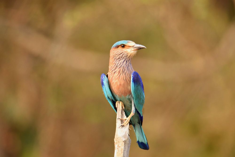 Indian Roller