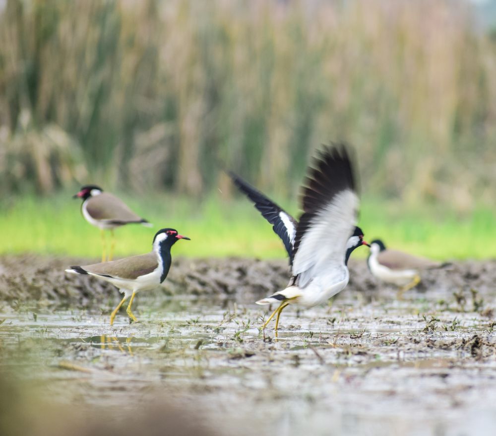 Фотография автора Soumyadip Mondal