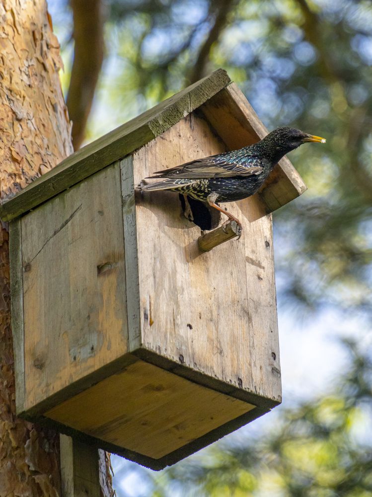 Мама скворец