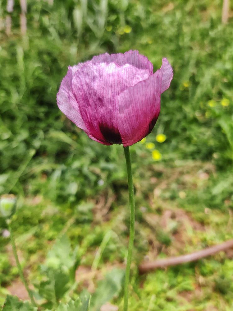 Photograph by Mário C.