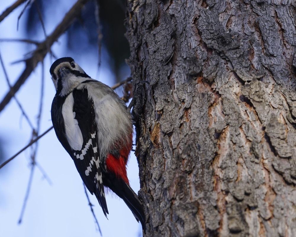 Фотография автора Татьяна Добровольская