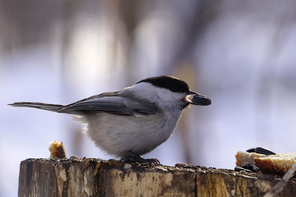 Фотография автора Татьяна Добровольская