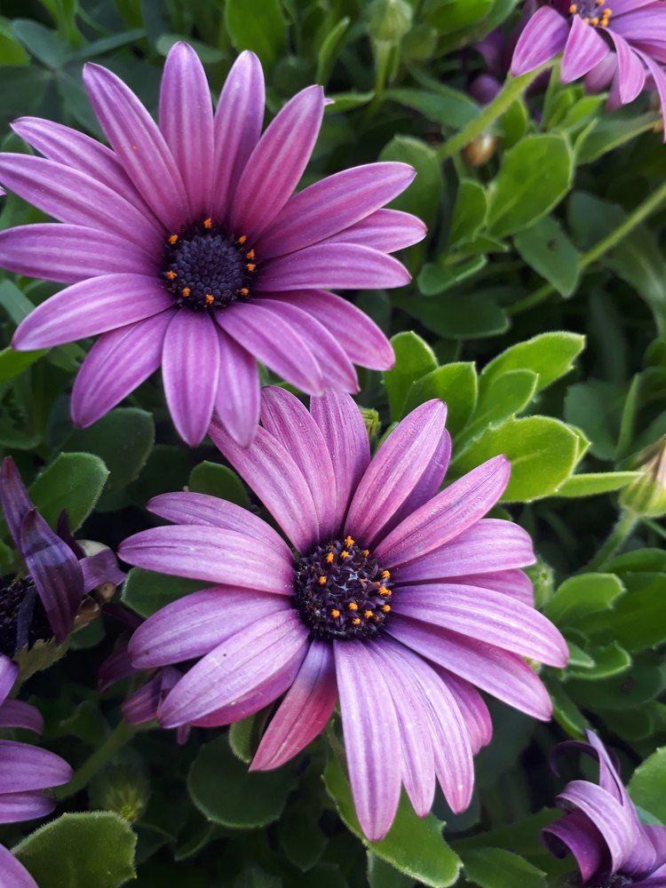 Photograph by Dilara C