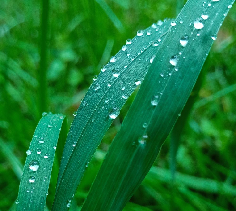 Rain drops on sedge leaves close up