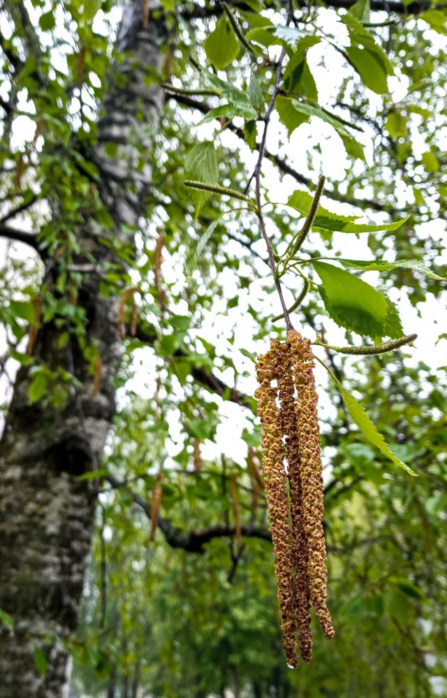 Birch catkins in raindrops
