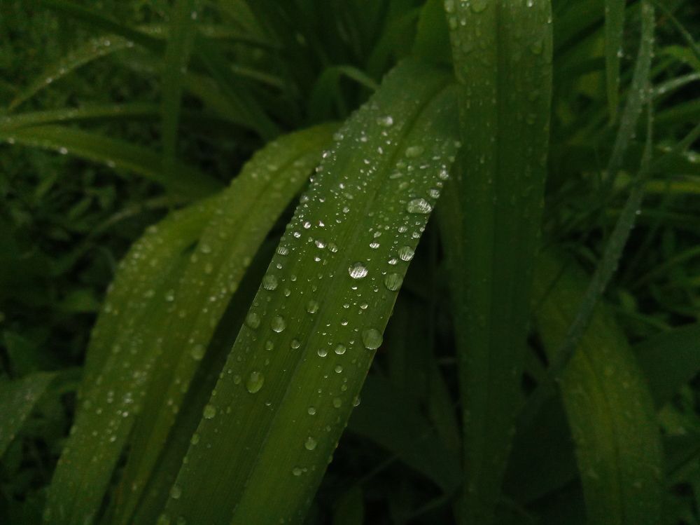 Капли дождя на листьях лилейника