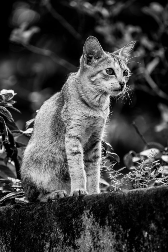 Photograph by Arnab Podder