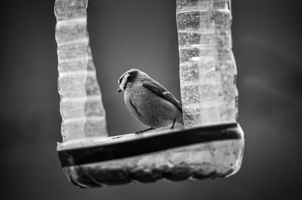 Photograph by Сергей Золотоверхий