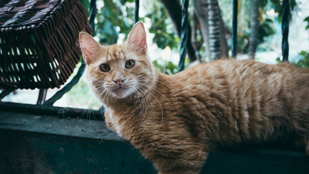 Фотография автора Grace