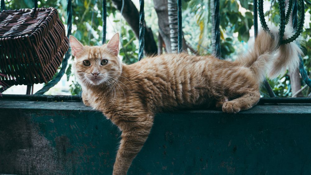 Фотография автора Grace