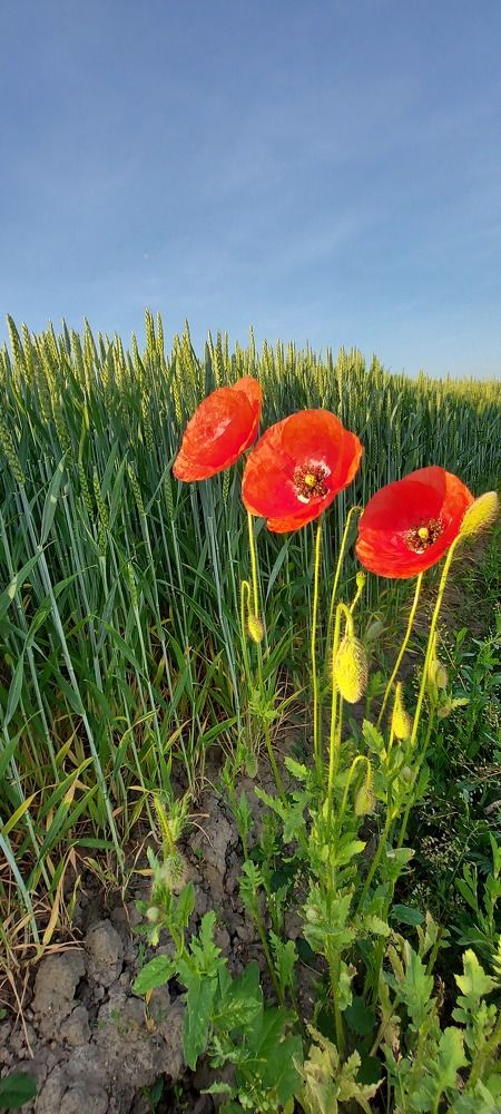 Photograph by SANDRA BOGDANOVIĆ