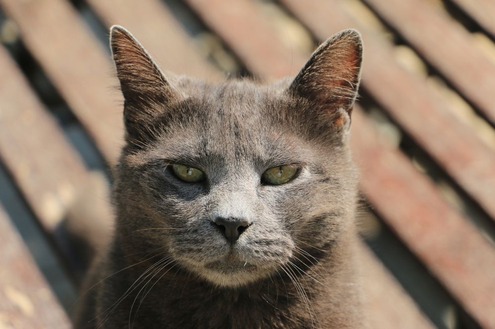 Фотография автора Анатолий Дауров