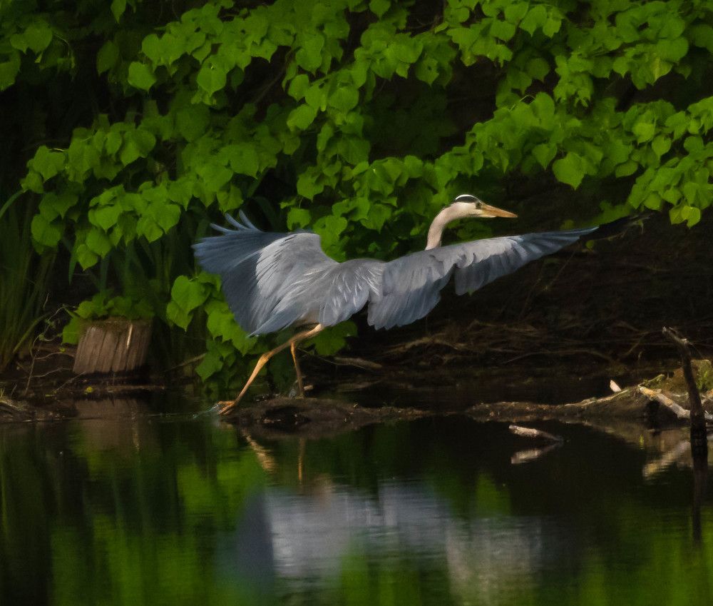 танцующая цапля